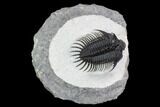 Spiny Comura Trilobite - Top Quality Specimen #108781-1